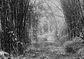 Central Java Bamboo route from Litjin to the "kawah" at 750 m (circa 1915)