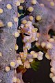 * Nomination Pygmy seahorse (Hippocampus bargibanti), Anilao, Philippines --Poco a poco 07:54, 28 February 2024 (UTC) * Promotion  Support Good quality. --Plozessor 06:29, 2 March 2024 (UTC)