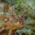 * Nomination Tompot blenny (Parablennius gattorugine), Arrábida National Park, Portugal --Poco a poco 05:41, 12 May 2023 (UTC) * Promotion  Support Good quality. --Ermell 08:30, 12 May 2023 (UTC)