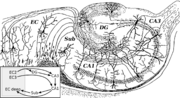 Thumbnail for Hippocampal formation