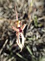 Caladenia brevisura