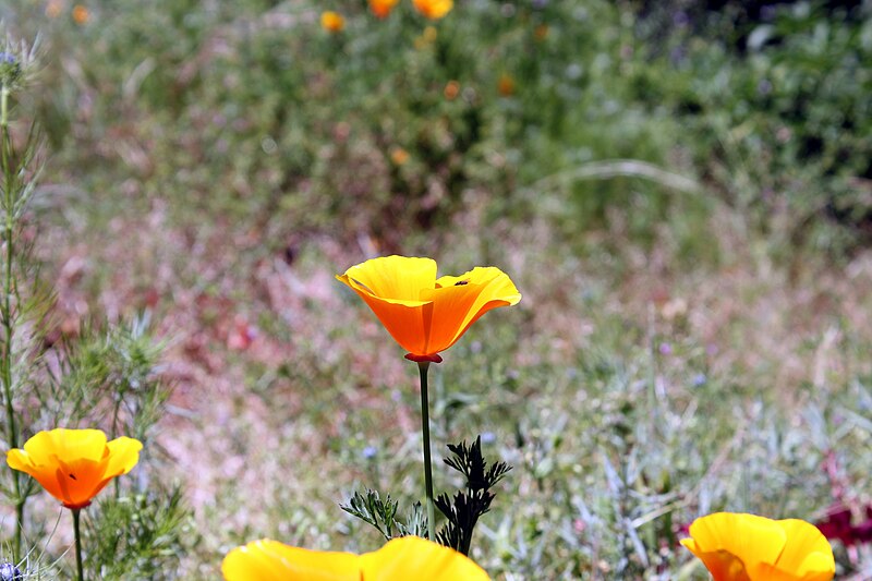 File:California poppy in San Francisco 2.JPG