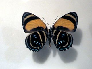 <i>Callicore lyca</i> Species of butterfly