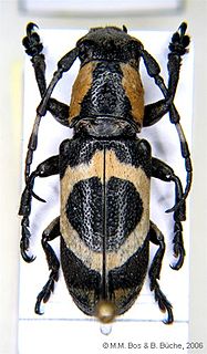 <i>Callimetopus</i> Genus of beetles