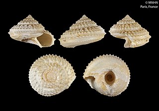 <i>Calliotropis denticulus</i> Species of gastropod