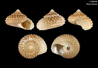 <i>Calliotropis oregmene</i> Species of gastropod
