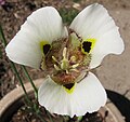 Calochortus (Mariposa lily)