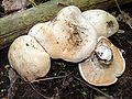 Calocybe gambosa 959.jpg