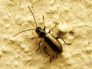 <i>Calomicrus</i> Genus of beetles