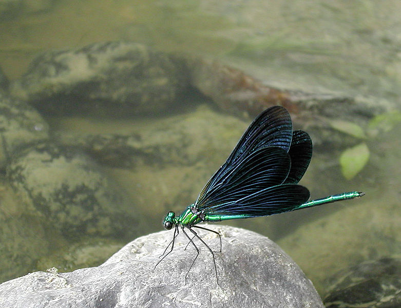 File:Calopteryx virgo2.jpg