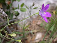 Campanula retrorsa