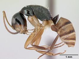 Camponotus championi