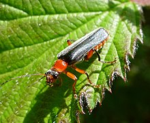 Cantharis lateralis. Soldier Beetle - Flickr - gailhampshire (1).jpg