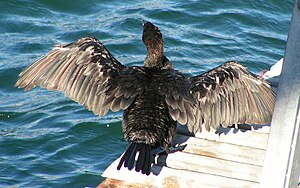 Phalacrocorax Capensis: Descrizione, Distribuzione e habitat, Note