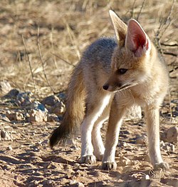 Cape Fox (Vulpes chama) pup ... (51002154952).jpg