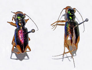 Tetracha fulgida