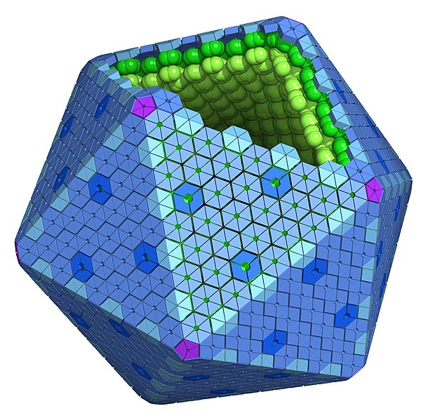 File:Carboxysome and bacterial microcompartments.jpg