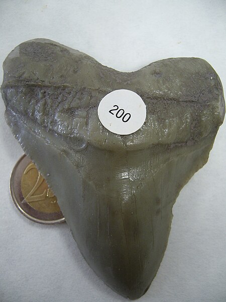 File:Carcharodon megalodon.1 - Diente.JPG