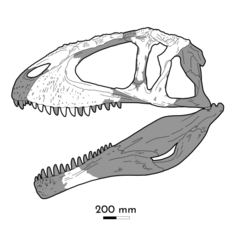 Diagram of the skull of C. saharicus