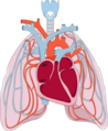 Pulmonary circulation