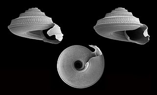 <i>Carenzia</i> Genus of gastropods