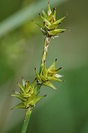 Carex.echinata.jpg