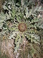 Carlina acanthifolia