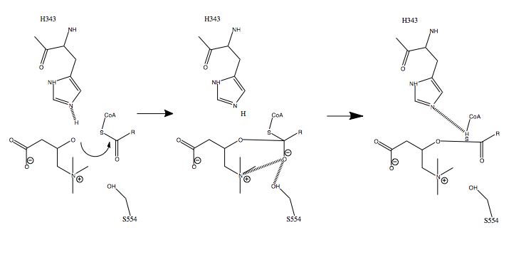  Mechanism of carnitine acetyltransferase at the catalytic His343 residue.