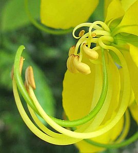 Cassia fistula-flower-detail.jpg