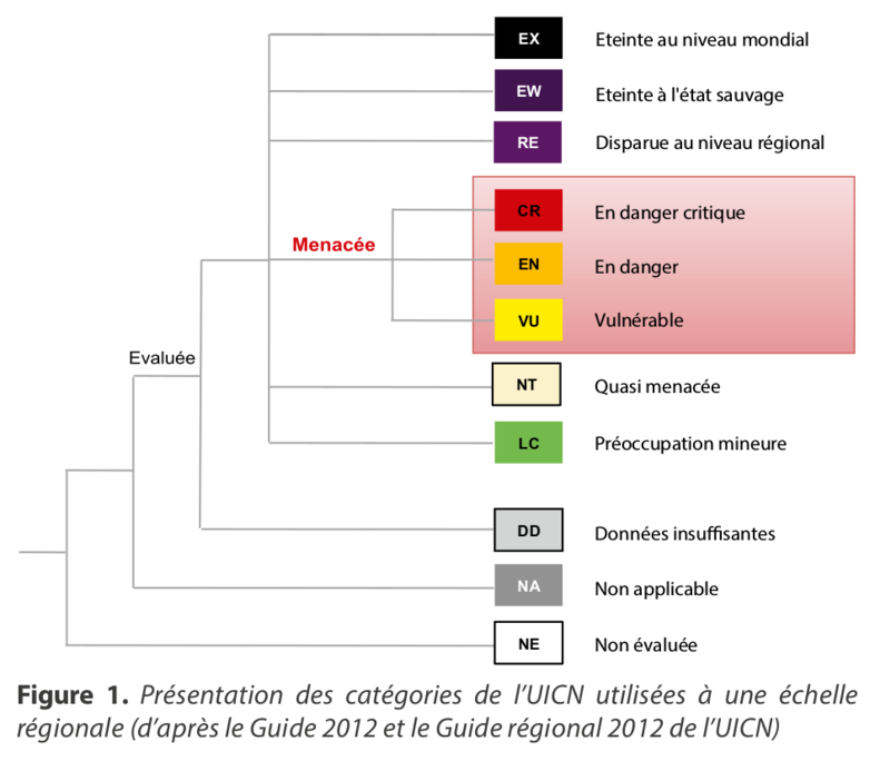 Le loup est toujours une espèce menacée en France