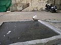 Cat drinking water in Mecca Masjid.jpg