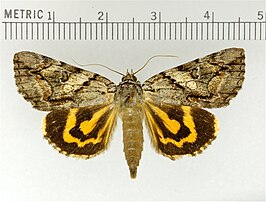 Catocala mira