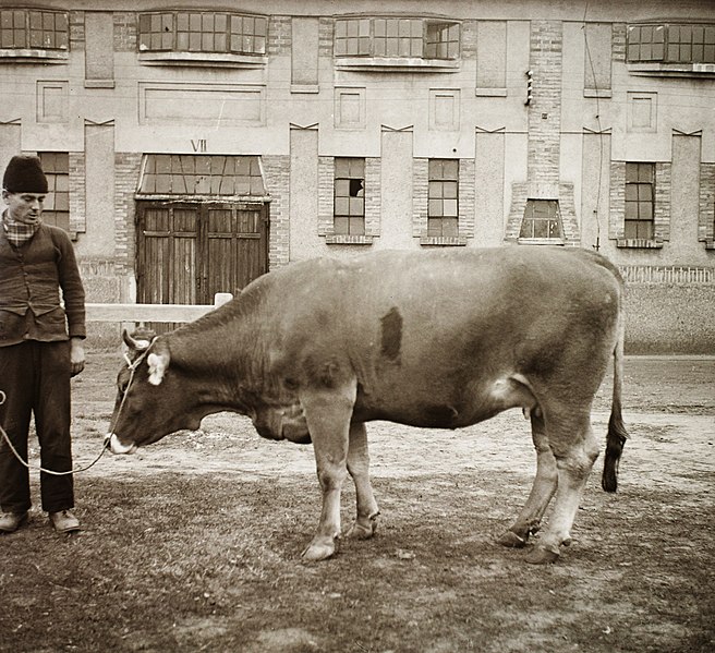 File:Cattle Fortepan 92392.jpg