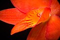 Cattleya coccinea Acuate petal type Labellum