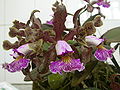 Cattleya schilleriana.jpg 