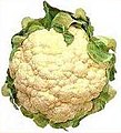 Image 29Cauliflower – Brassica oleracea var. botrytis (from Evolutionary history of plants)