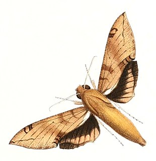 <i>Cechenena chimaera</i> Species of moth