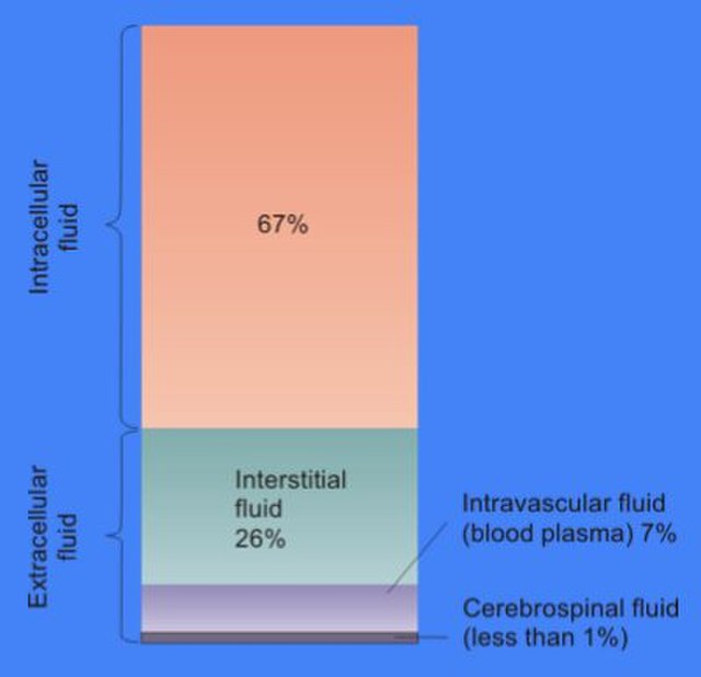 The distribution of the total body water in mammals between the intracellular compartment and the extracellular compartment, which is, in turn, subdiv