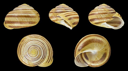 Cepaea nemoralis var. major gallica 12345