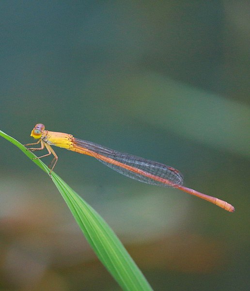 File:Ceriagrion rubiae,Orange Wax Tail or Orange Marsh Dart.jpg