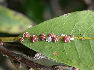 <i>Ceroplastes rubens</i>