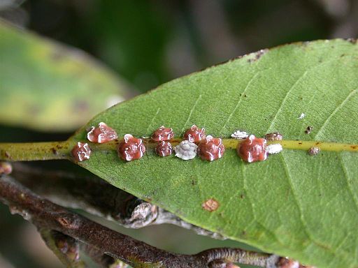 Ceroplastes rubens 01