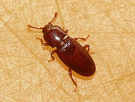 Cerylon ferrugineum