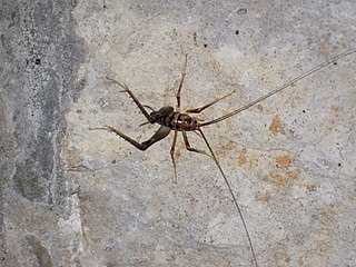 <i>Ceuthophilus stygius</i> Species of cricket-like animal