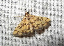 Ср. Glycythyma chrysorycta (7235270598) .jpg