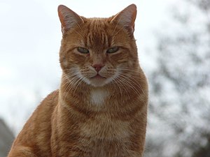 DES REVES DE NEIGE ET DE RONRON BLEU Eleveur Chat / Chaton