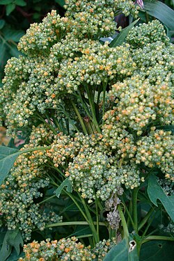 Kvinoja (Chenopodium quinua)