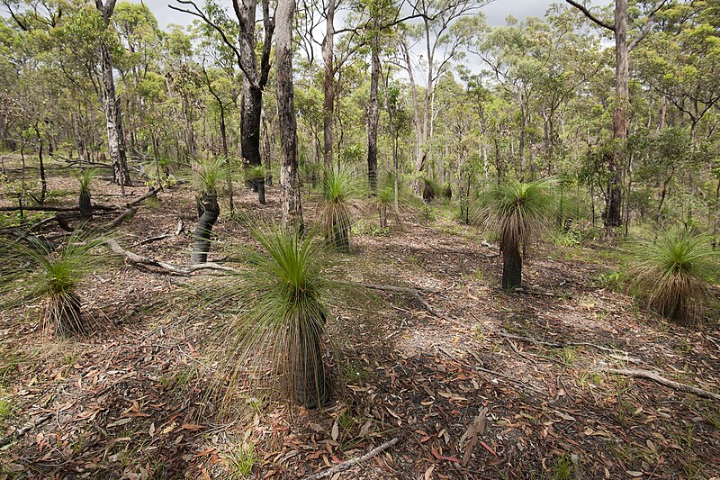 File:Chermside Hills Reserve (6968679016).jpg