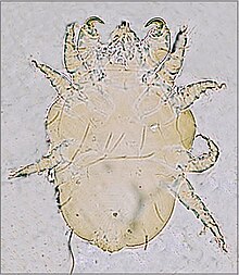 Cheyletiella parasitivorax adult cat-fur mite Cheyletiella-parasitivorax-adult-mite-2.JPG