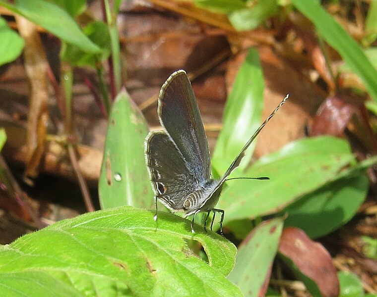 File:Chilades pandava Horsfield, 1829 – Plains Cupid at Peravoor 2014.jpg